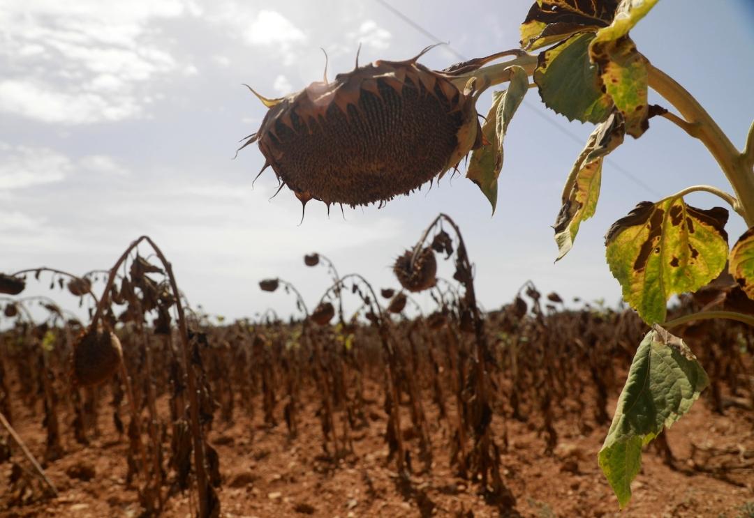 Sunflowers with no petals and brown and yellow leaves bend toward the ground.