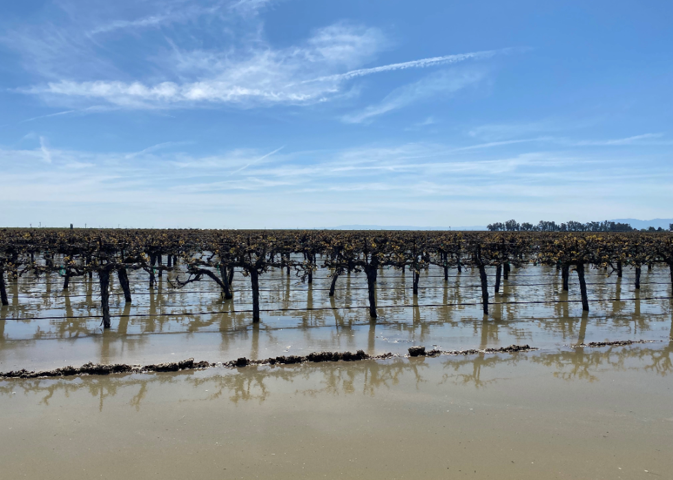 A flooded vineyard at Terranova Ranch
