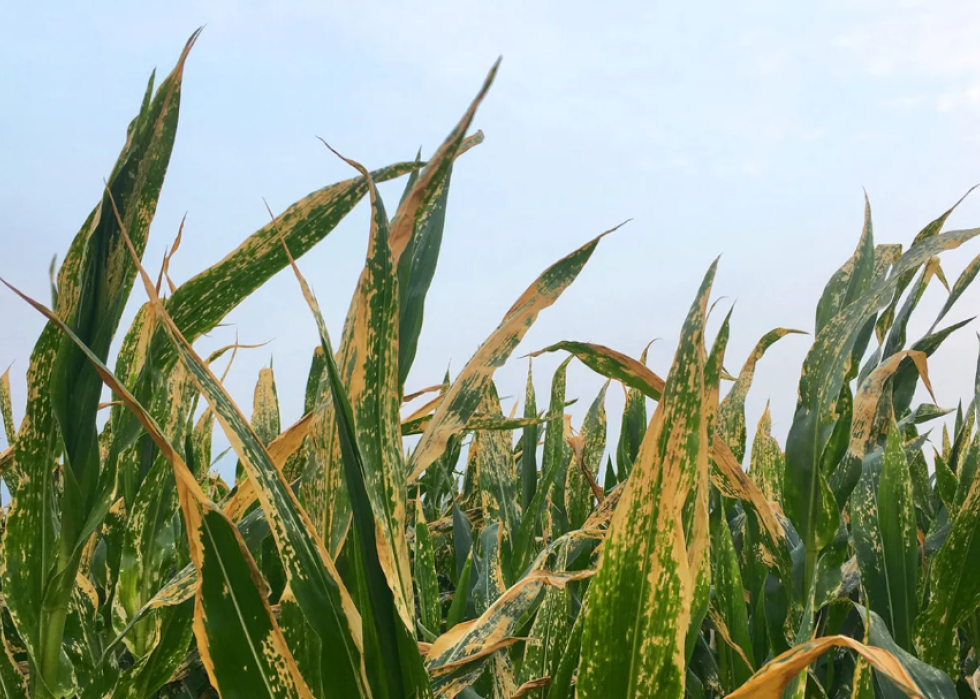 Northern corn blight, seen here, produces different markings on the diseased leaves.