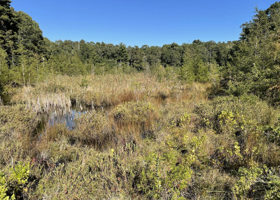 The Eel River Headwater Preserve, a former cranberry farm, in 2023, 13 years after wetland restoration.