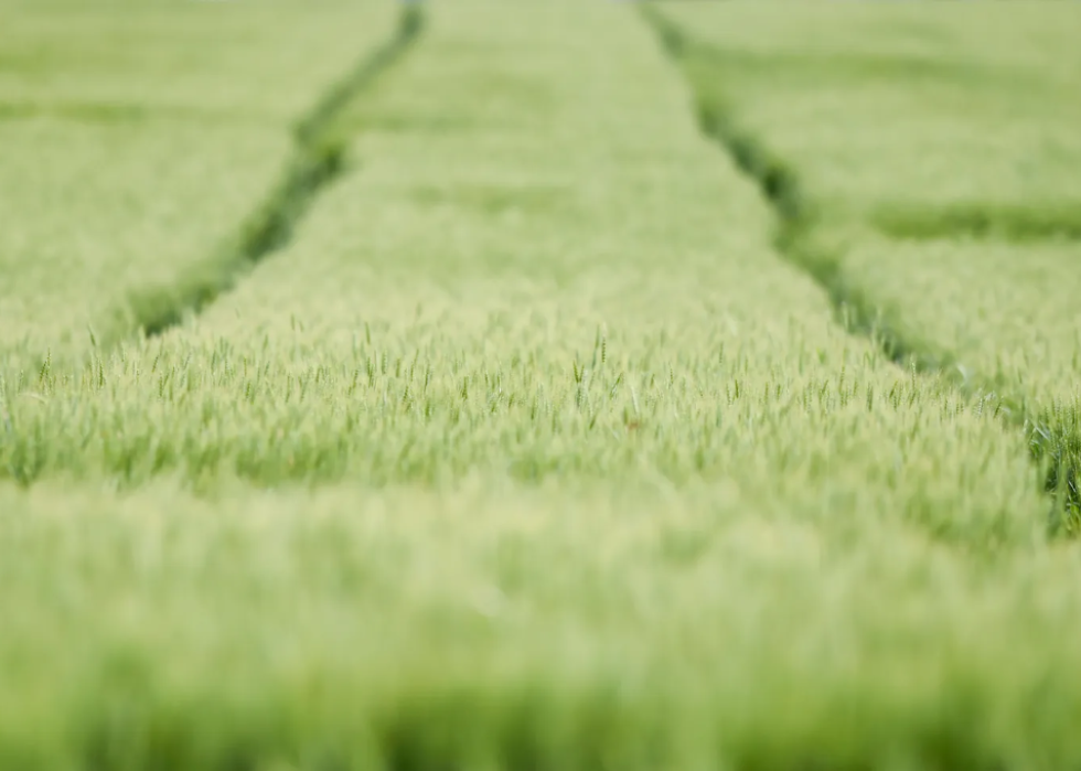 Wheat grows in a field along Mertz Road in Maxatawny Township, Pennsylvania.