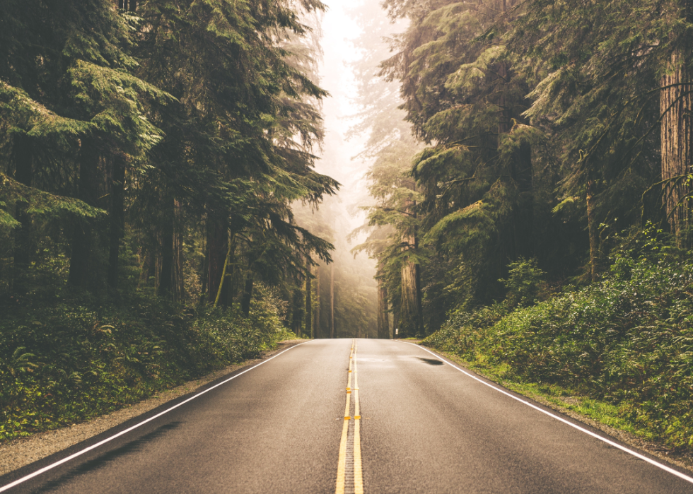 Foggy Straight Redwood Highway in Northern California