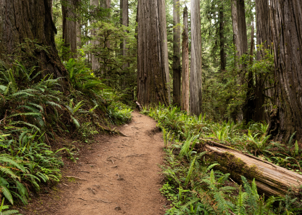 Trail In Redwood National Forest - Boy Scout Tree Trail