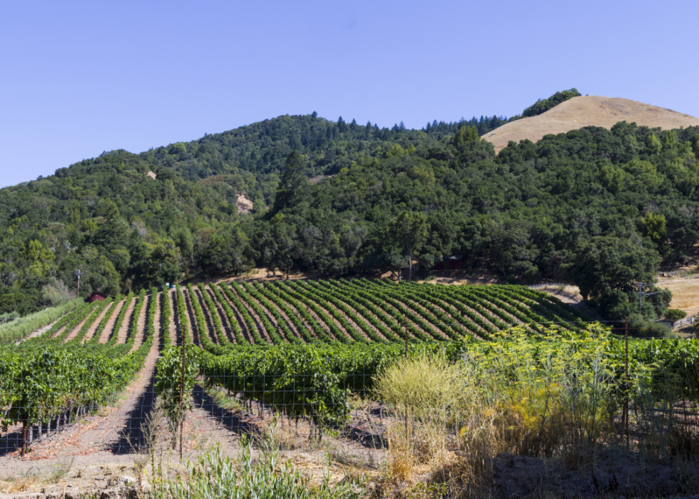 Vineyard outside Santa Rosa California
