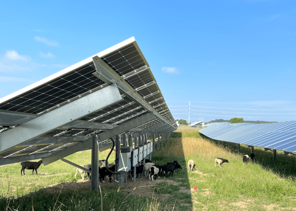 Sheep graze around solar panels at Heritage Sustainable Energy's M-72 array on Aug. 2, 2023.
