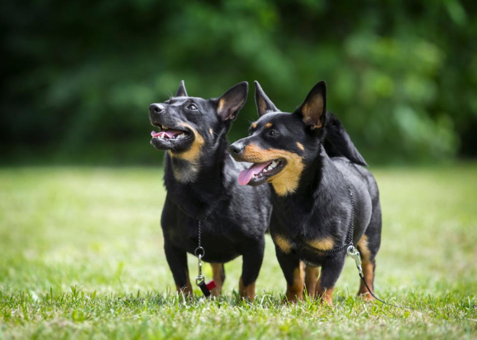 Two Lancashire Heelers stand in a field of grass.