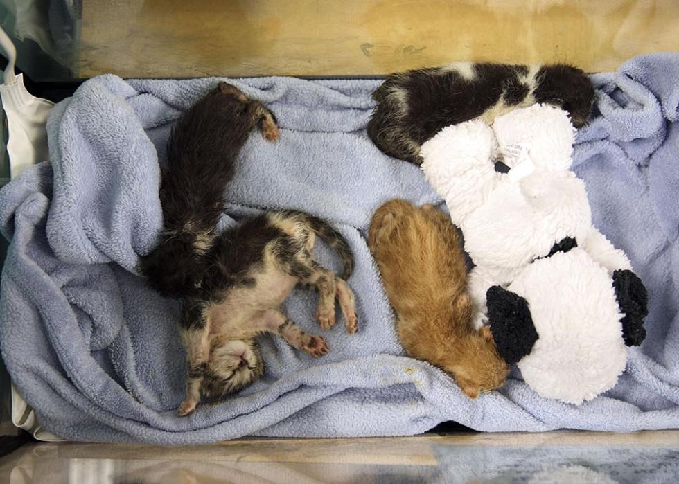 Unweaned kittens rest inside terrariums at the Best Friends Animal Society shelter.