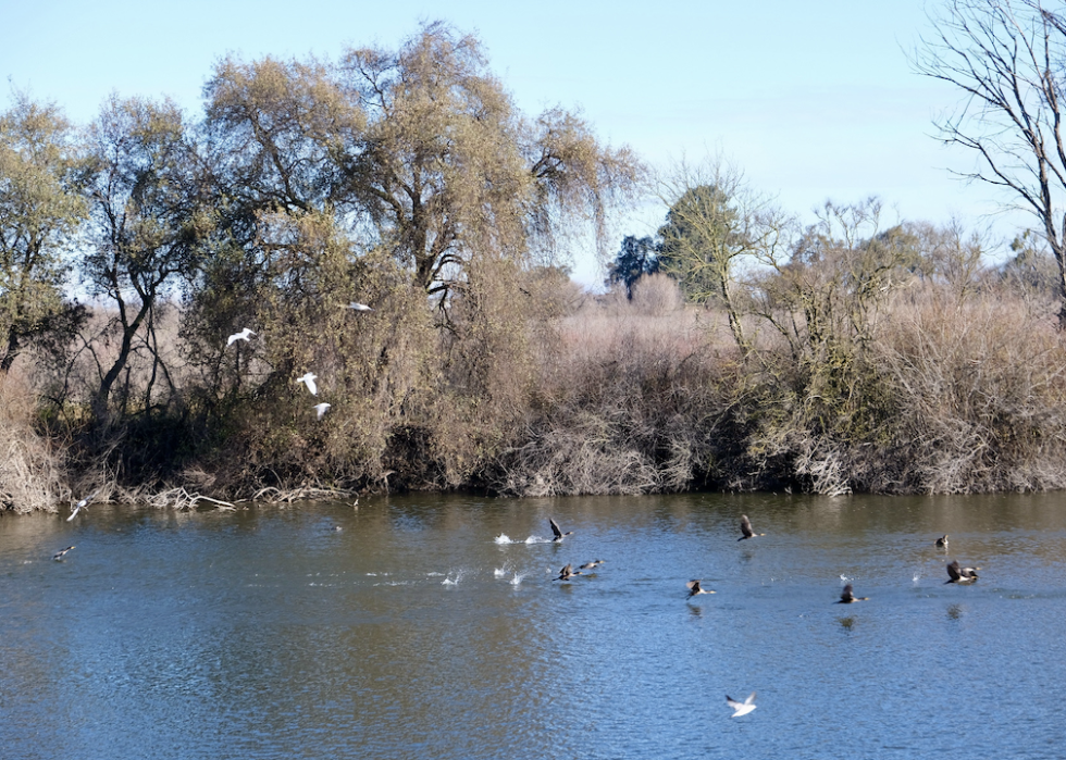 birds fly over water in dos rios preserve area