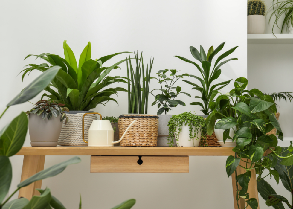 Potted houseplants sit in ceramic and basket containers on a wooden bench.