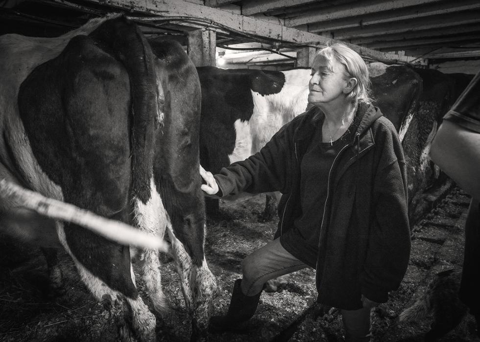 Lori, Tom’s wife, strokes a cow at the end of its days.