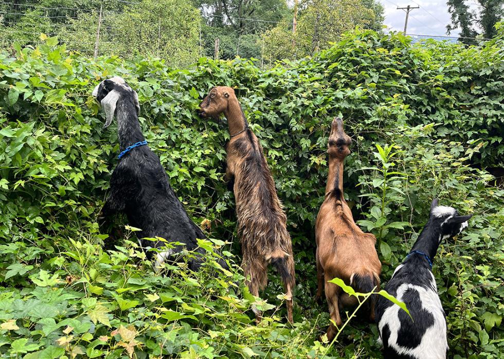 Four goats reach to eat invasive plants that have grown tall.
