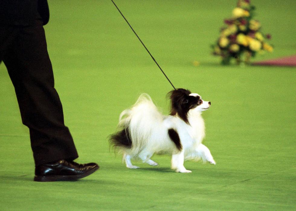 Westminster Kennel Club Best in Show winner Kirby struts his stuff in the center ring at Madison Square Garden in 1999.
