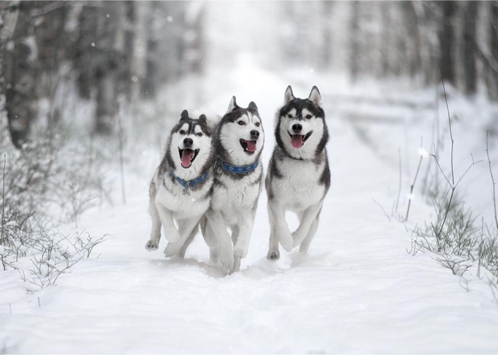 Three Siberian huskies run together through a snow-covered path in the woods.