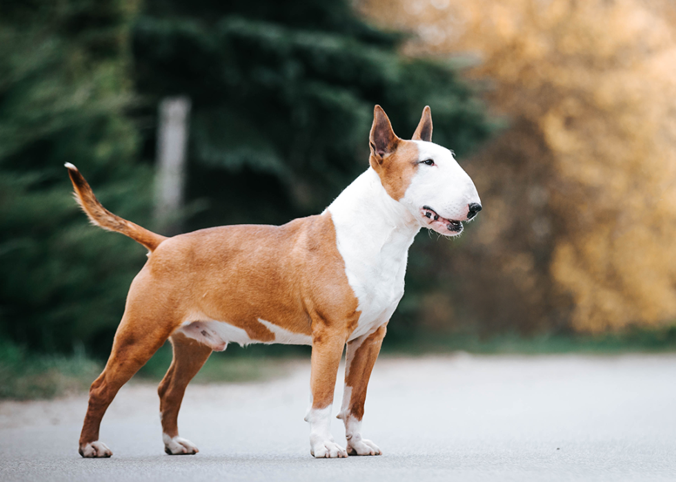 Bull terrier posing outside.