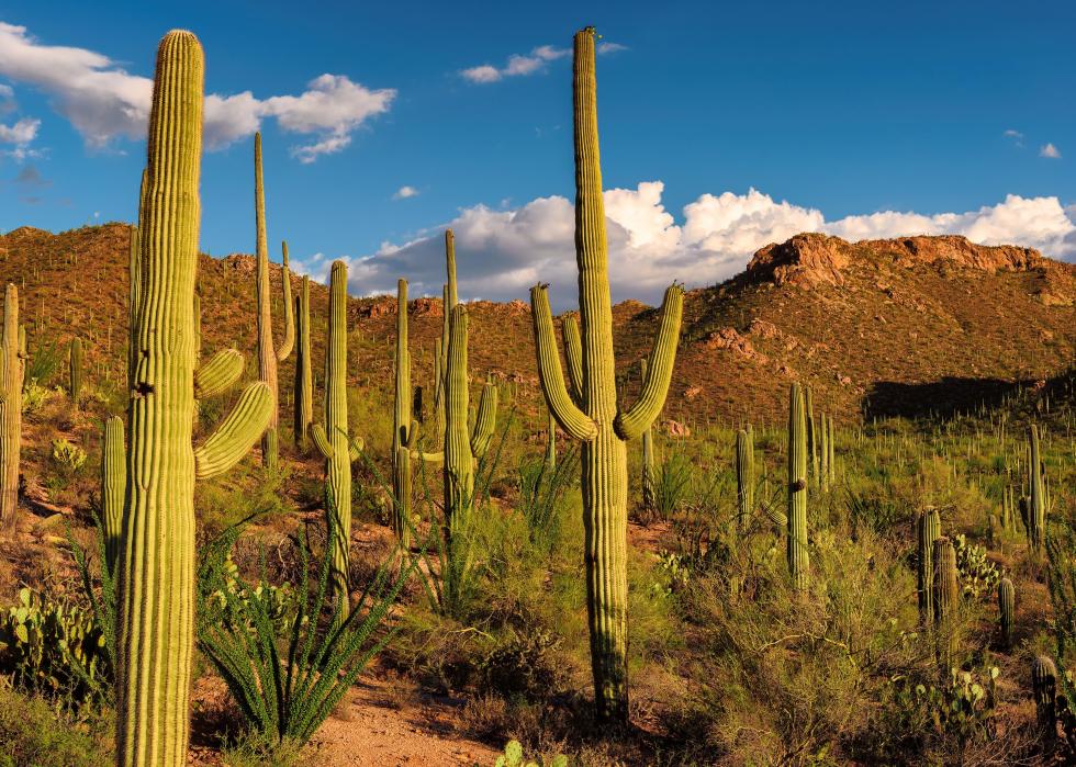 Saguro cactus in park.