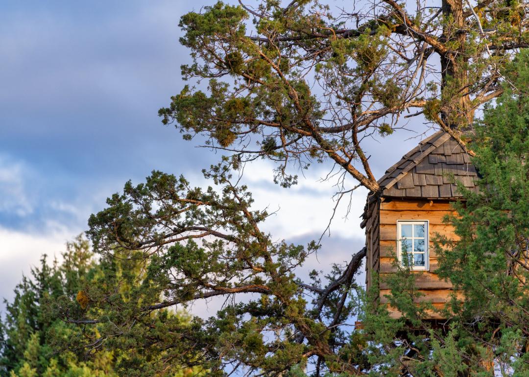 House perched in a tree.
