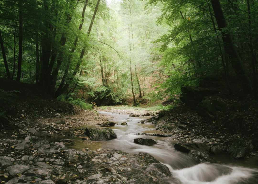 Creek running through woods.