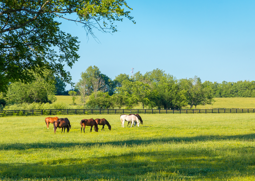 Green pastures and horses.