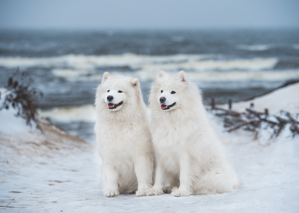 Two white fluffy Samoyed standing on snow.
