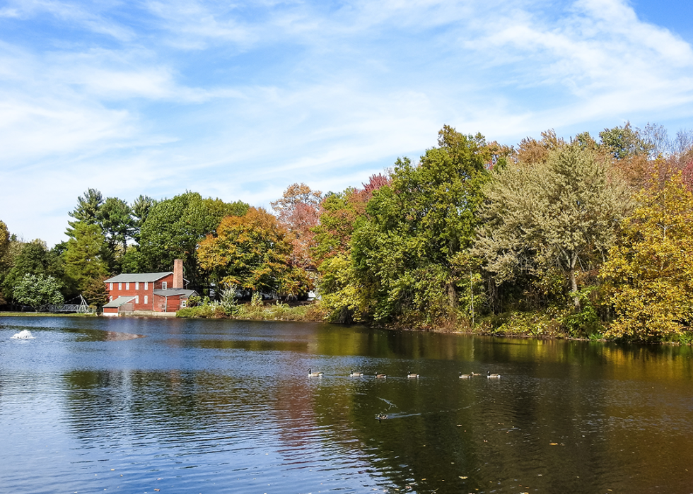 View of geese on Coopers Pond in autumn.