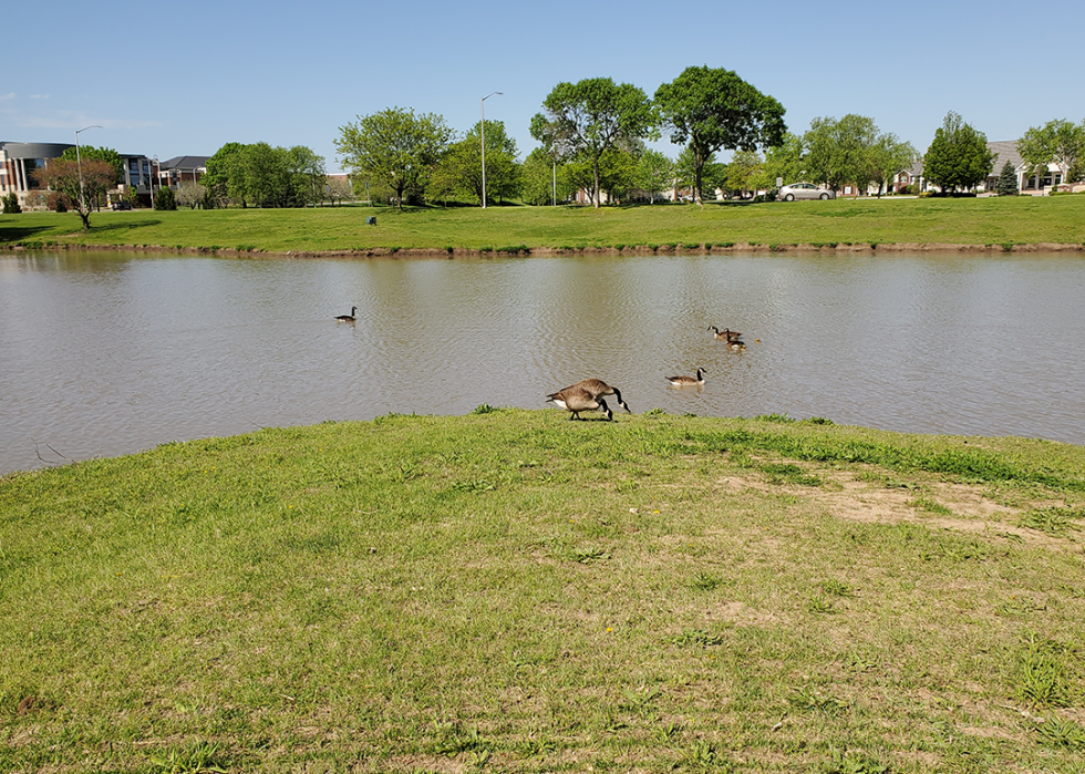 Canadian geese in suburban lake in springtime