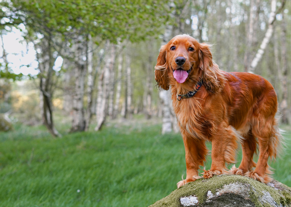 An English cocker spaniel standing on rock in a forest.
