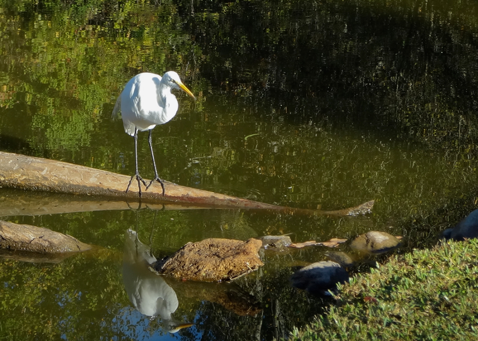 A Great Egret at the Bluebonnet Swamp Nature Center.
