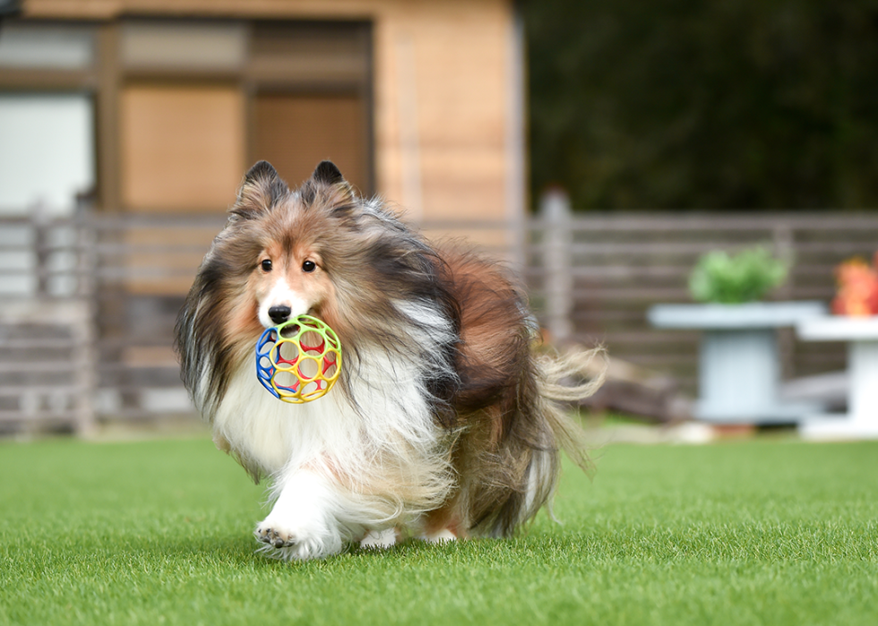 Shetland Sheepdog with ball on grass.