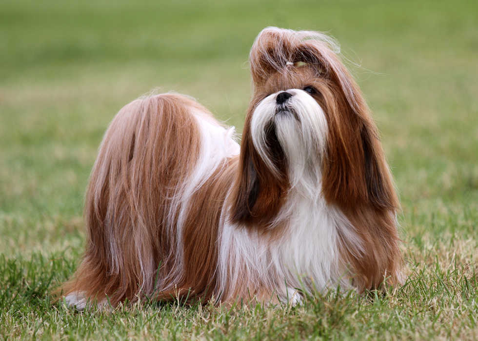 Red and white Shih Tzu dog standing in grass.