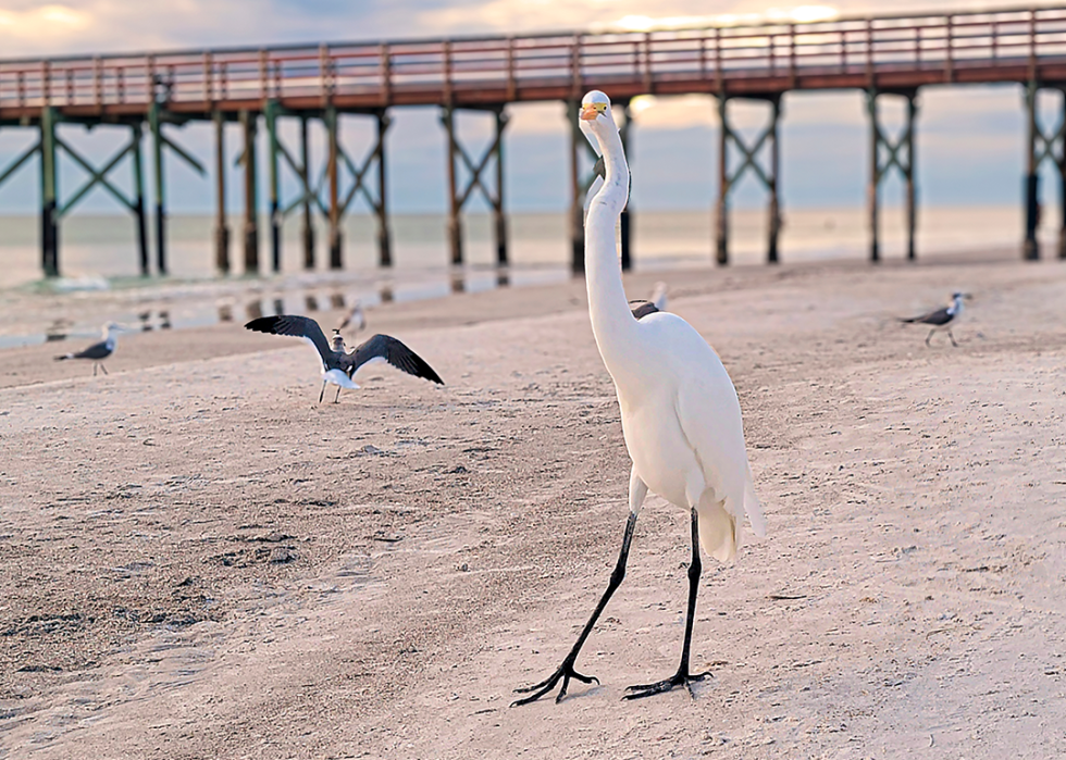 Redington Beach birds and pier.