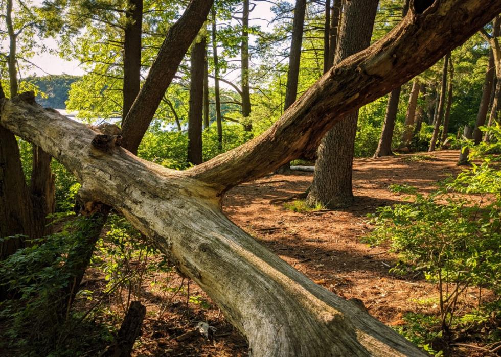 Auburndale Park in the summer in Massachusetts.