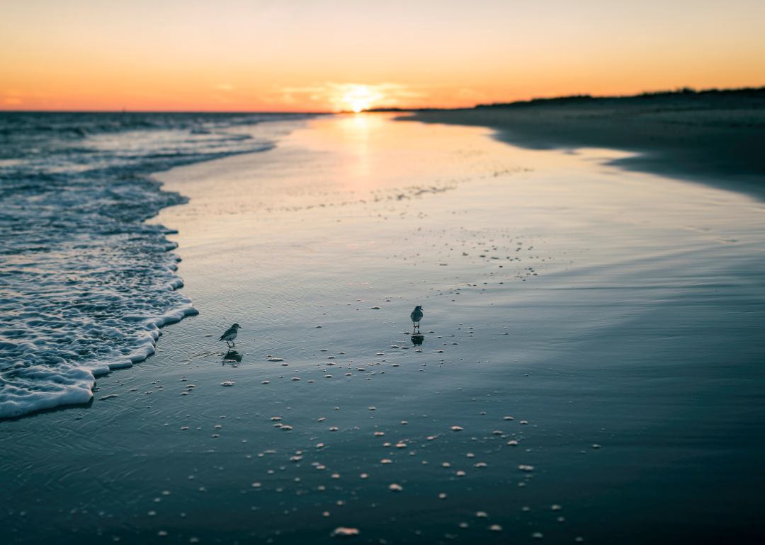 Birds on the beach at sunset.