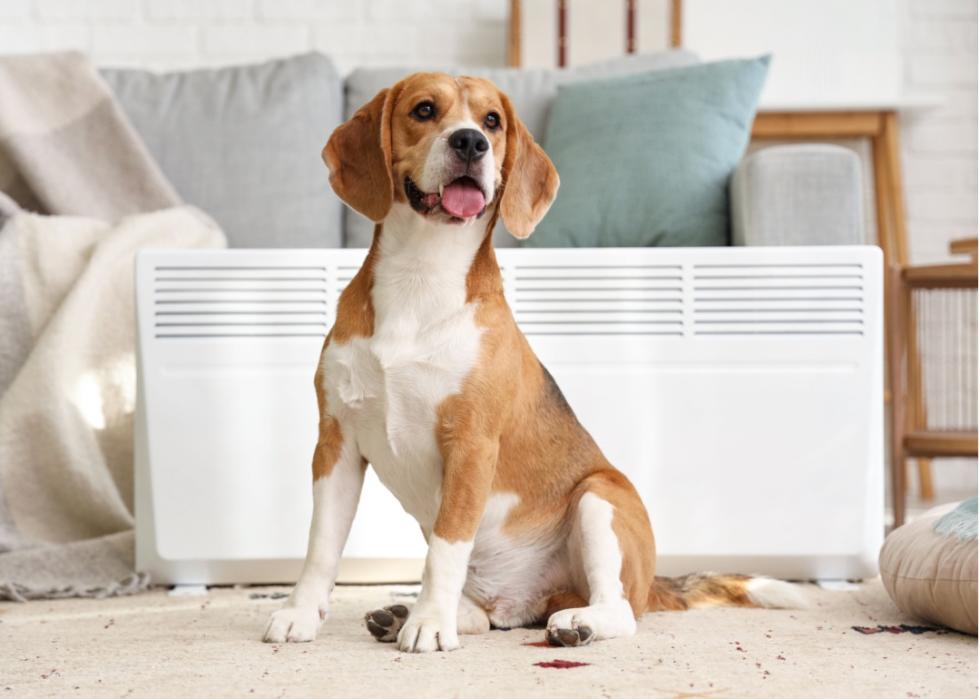 A beagle sitting on a rug in a living room.