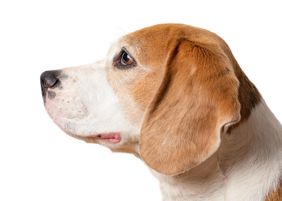 Side view of beagle on white background.