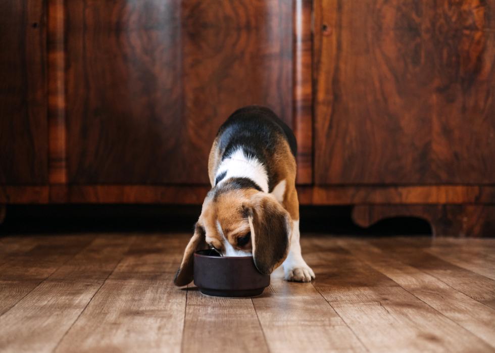 Beagle puppy eating dry food from a bowl.