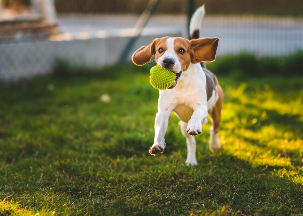 Beagle running towards the camera with a green ball in their mouth.
