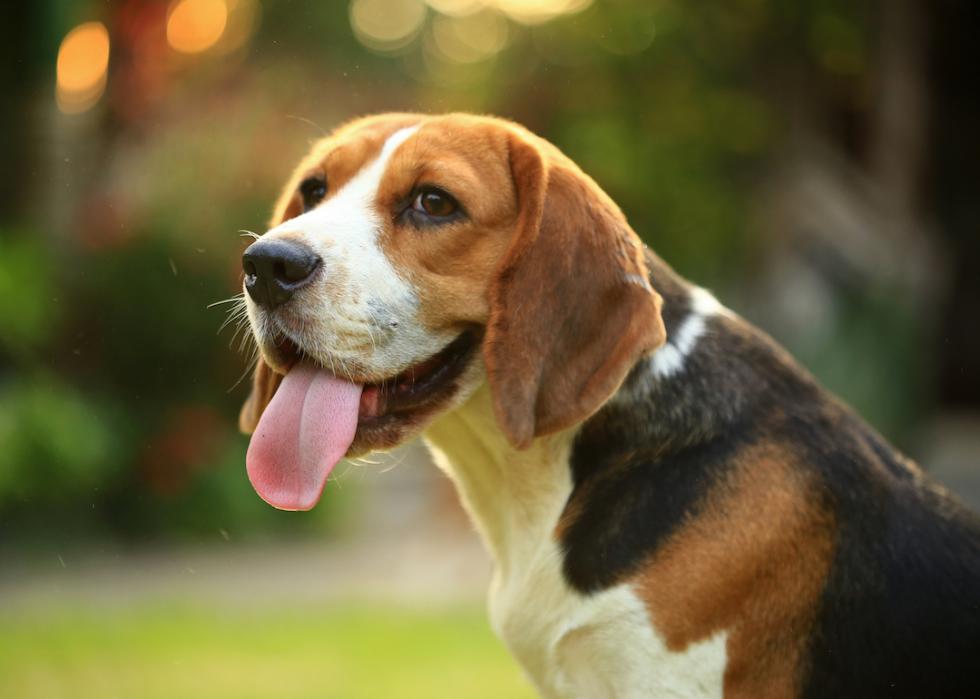 Beagle dog with tongue out outdoors. 