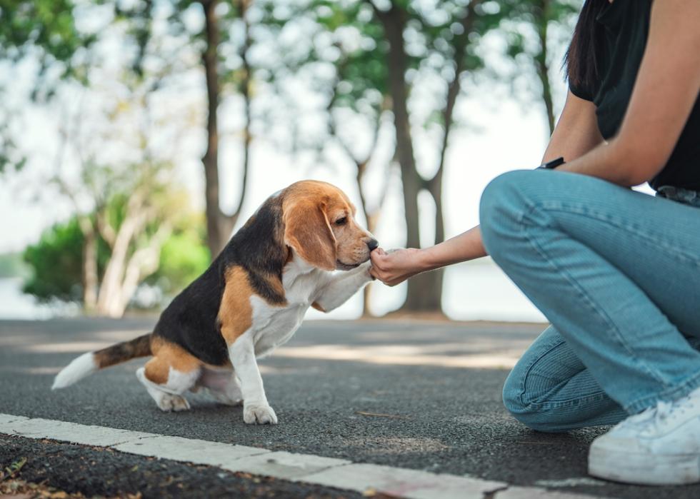 Beagle dog learning to shake hands on command and getting treats at public park. 