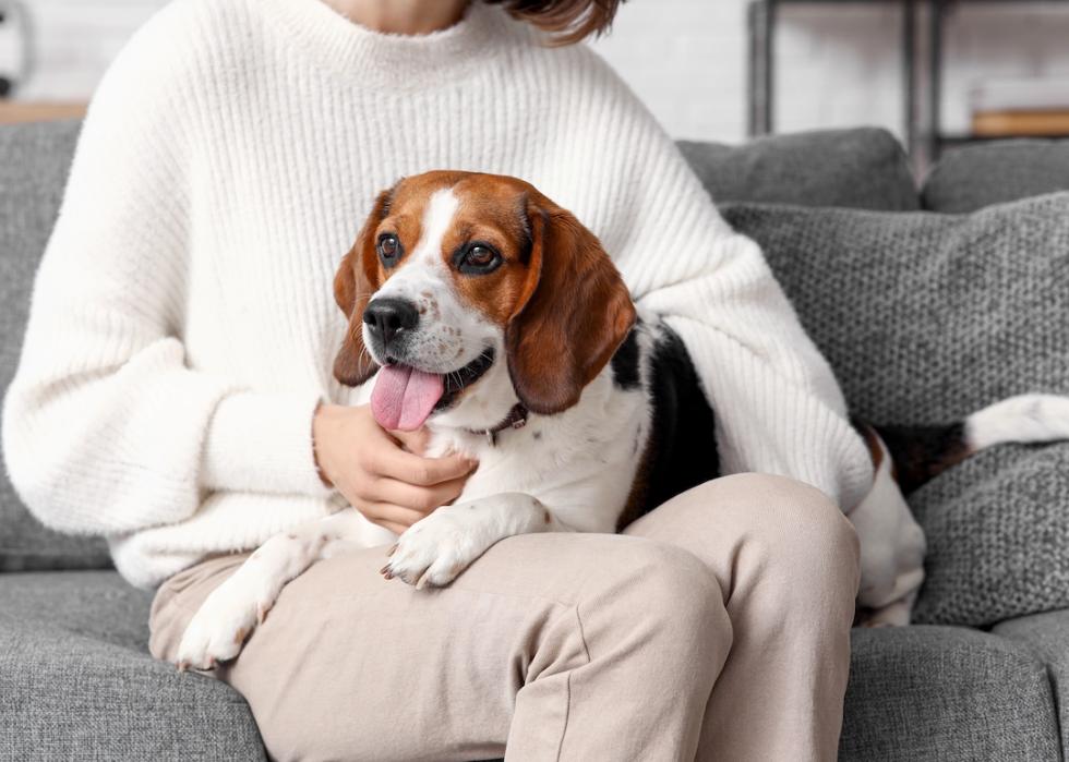 Beagle dog lying on owners' legs on a sofa at home.