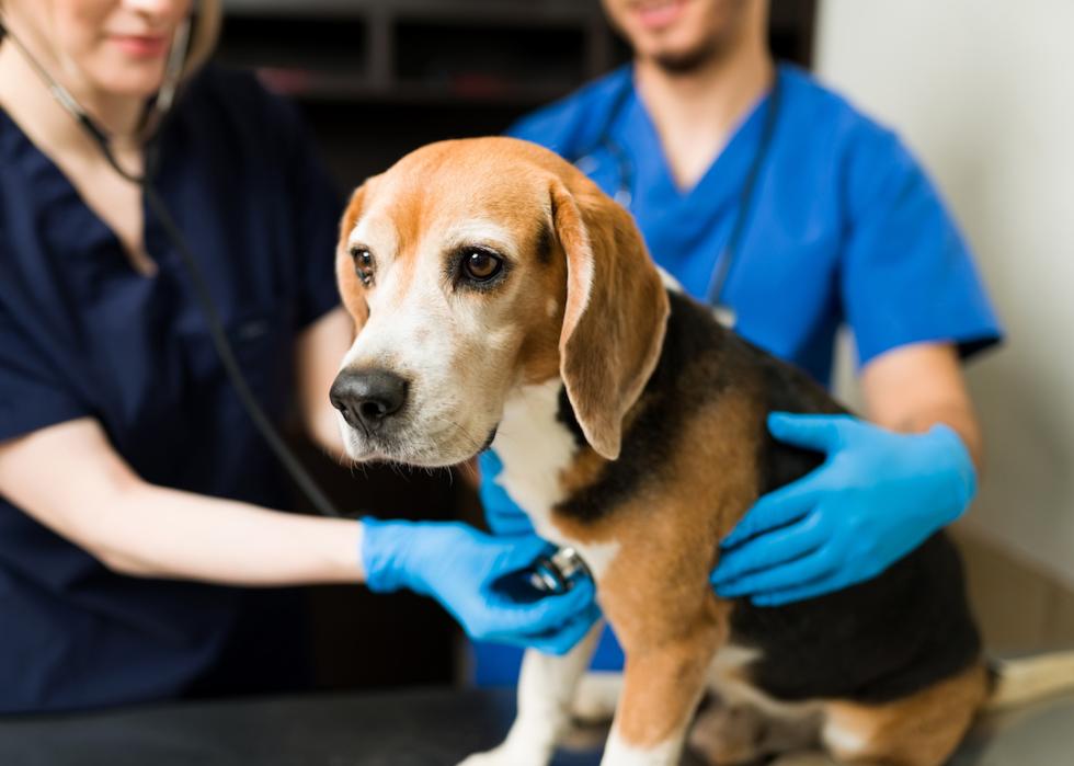 Close up of a beagle dog at the veterinarian.
