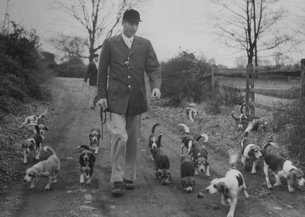 Black and white photo of a man walking with beagles during a fox hunt.