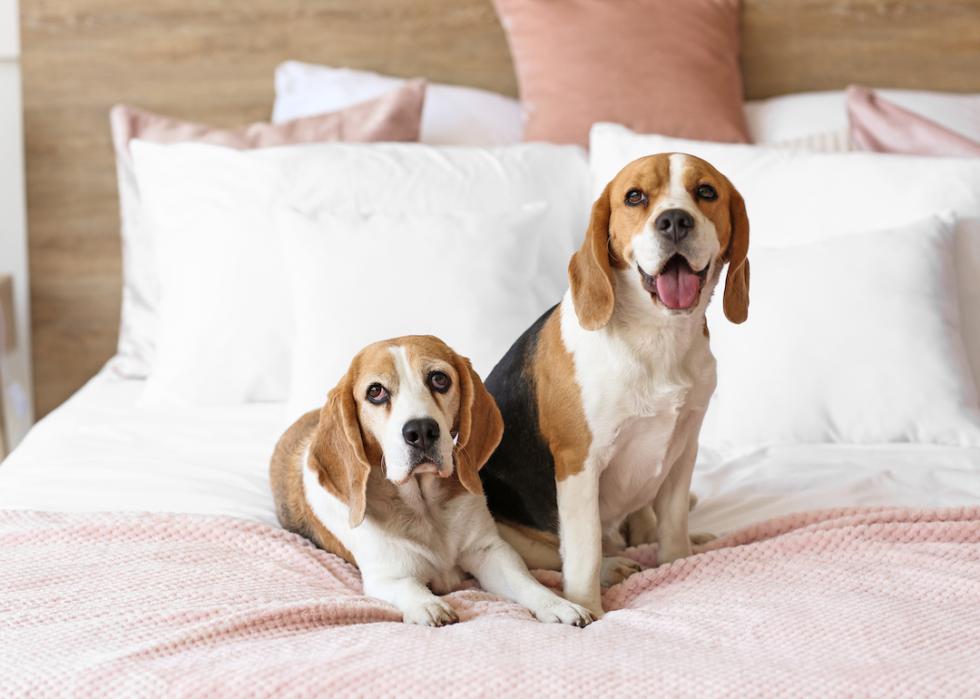 Two beagle dogs lying on a bed.