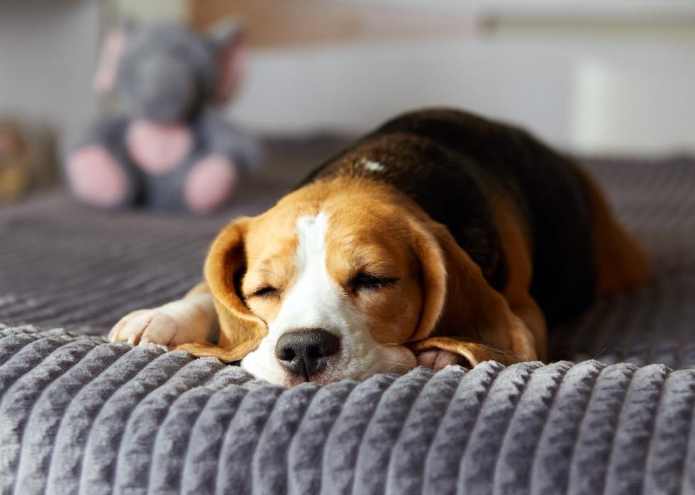 Beagle sleeping on a bed on a gray blanket.