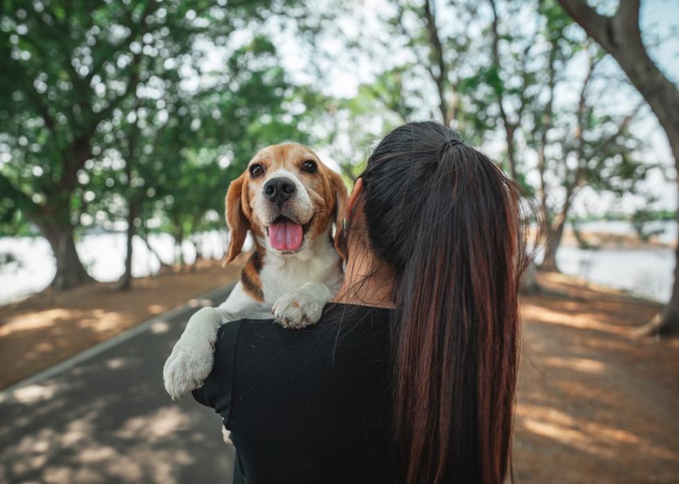 Owner with a happy beagle dog looking over her shoulder in a public park.