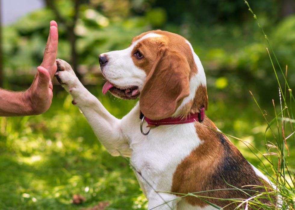 Beagle learning to give their owner a high five.