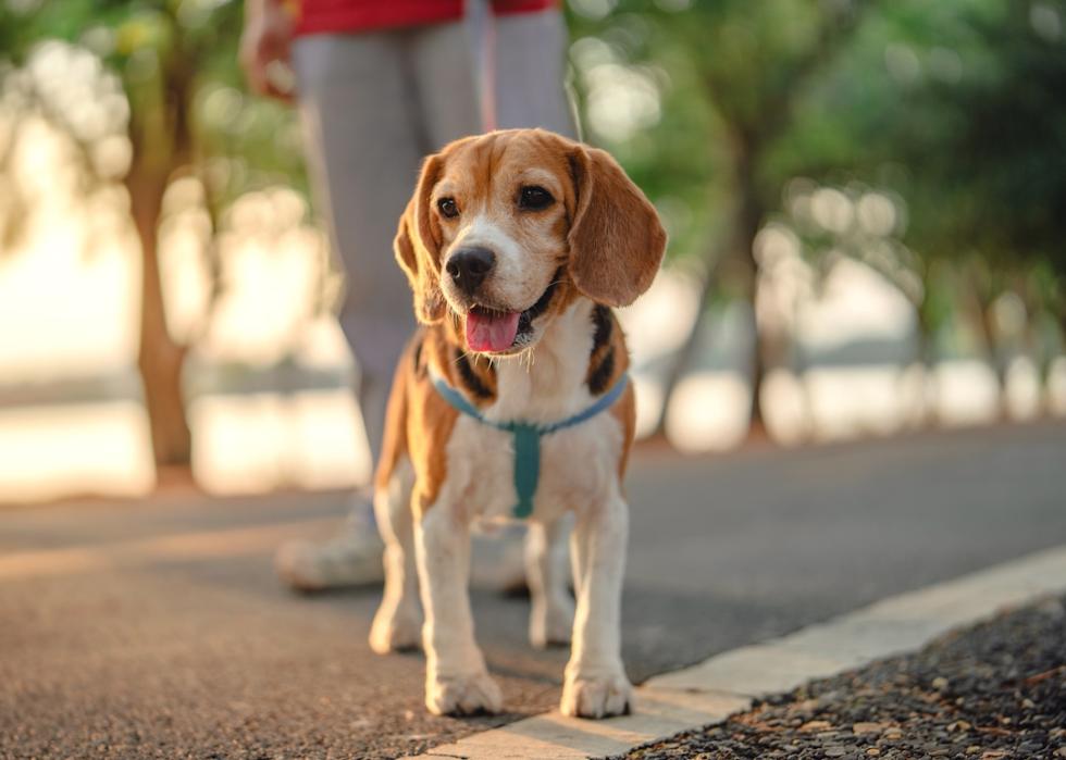 Owner with a happy beagle dog on a leash in a public park.