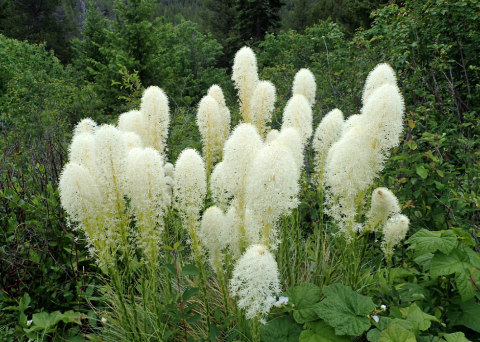 Circular prickly looking flowers with stiff stems.