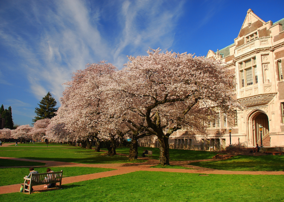 Blossoming Cherry trees at UW.