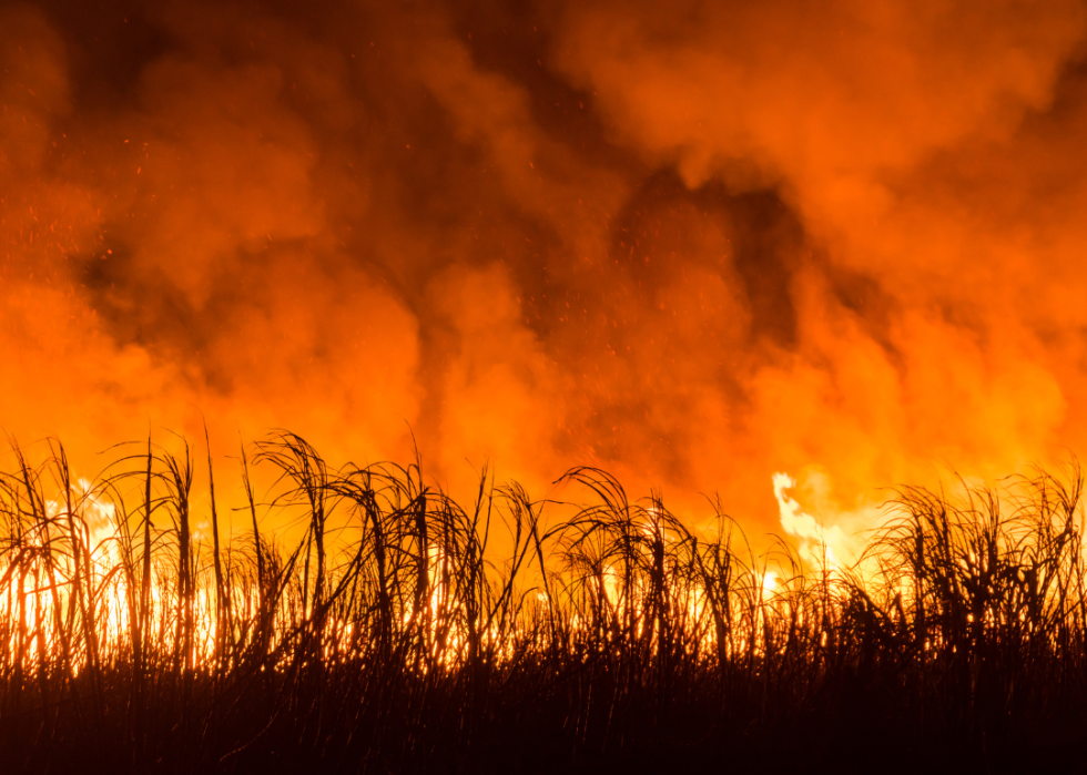 Burning sugercane crops. 