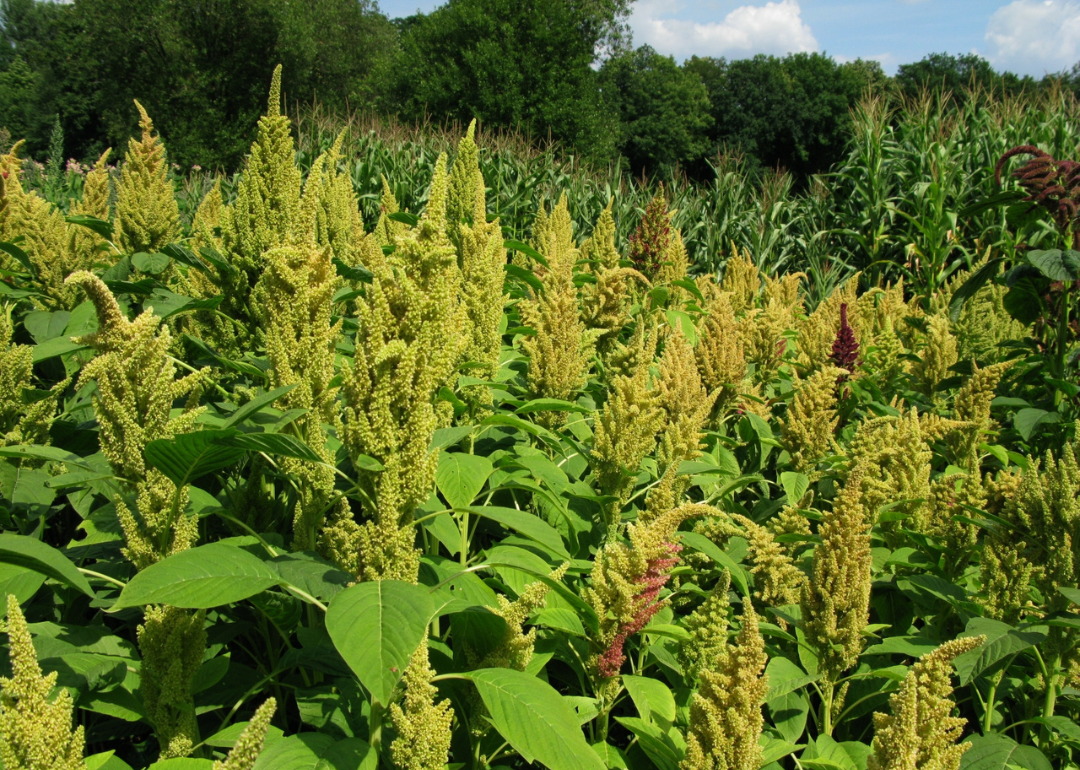 Green blooming amaranth.